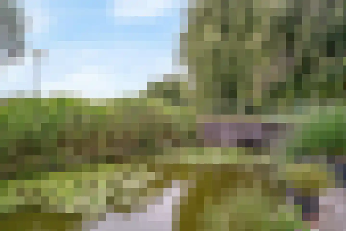 Engels Gras 60 Velserbroek thumbnail 32