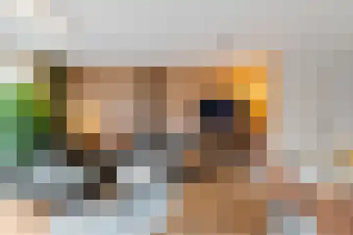 Engelse Park 4 Groningen thumbnail 7