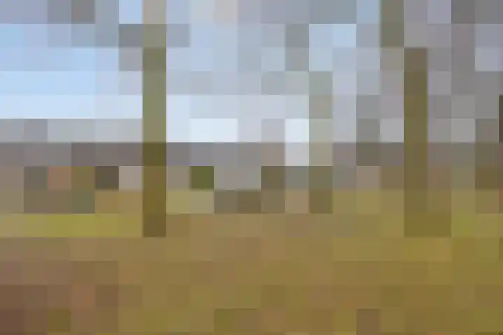 Engelse Tuin 33 Sint-Michielsgestel thumbnail 31