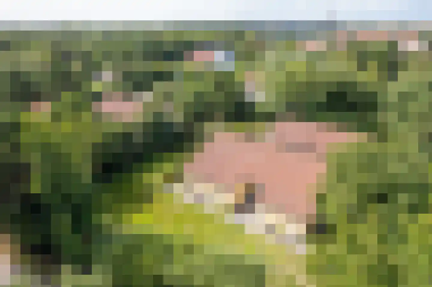 Engelsmanhiem 10 Hollum thumbnail 38