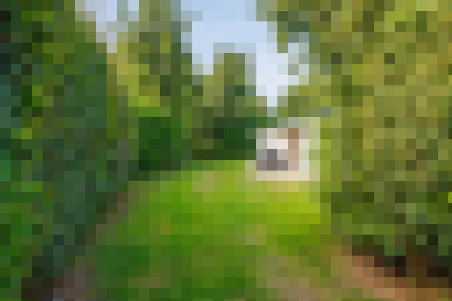 Engelsmanhiem 28 Hollum thumbnail 9