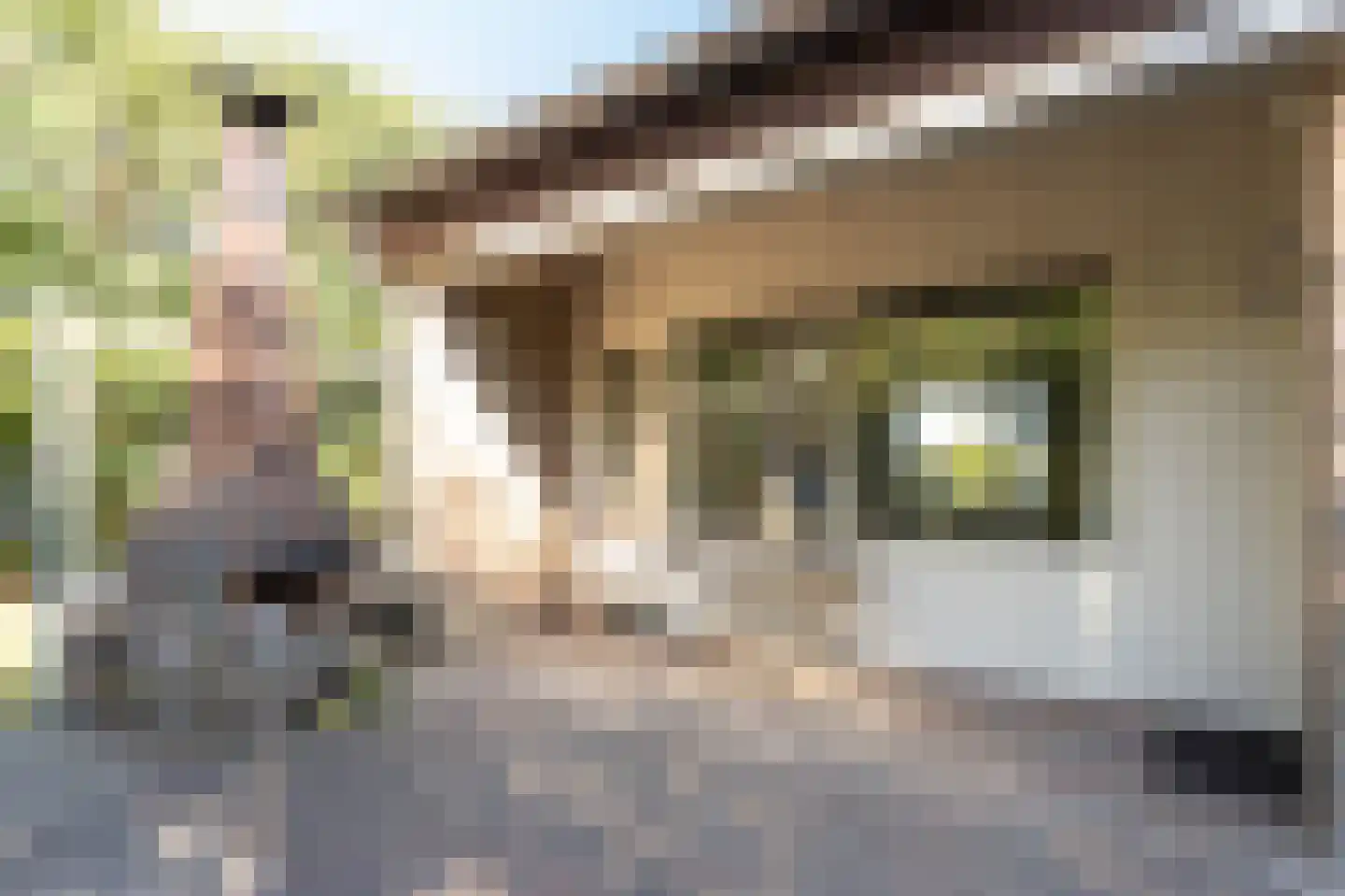 Engelsmanhiem 86 Hollum thumbnail 33