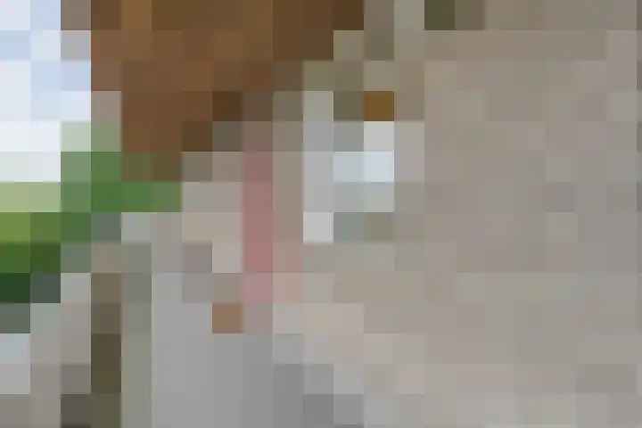 Engelsmanplaat 112 Zwolle thumbnail 8