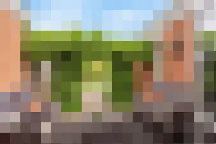 Engelwortel 5 Nijverdal thumbnail 14