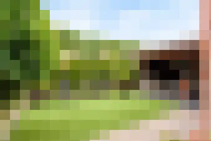 Engelwortel 5 Nijverdal thumbnail 15