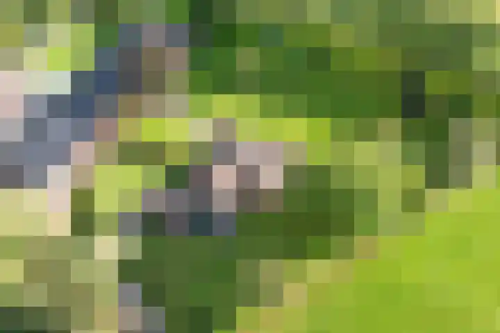 Engeweg 6 Wijhe foto 2