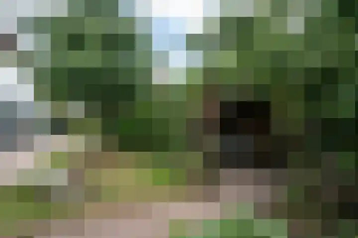 Enk 3 Vuren thumbnail 28