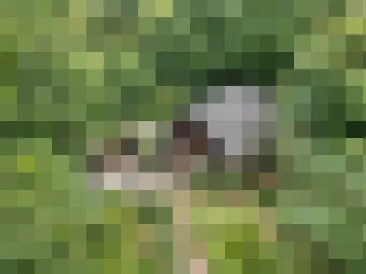 Enkhuizerlaan 6 A Rijs foto 2
