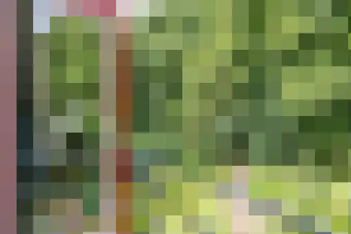 Enkhuizerlaan 6 A Rijs thumbnail 34