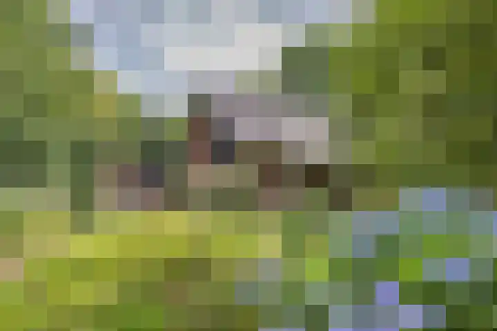 Enkhuizerlaan 6 A Rijs thumbnail 37