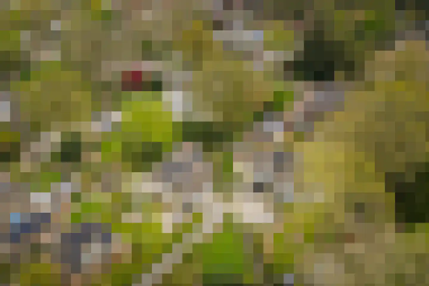 Enkpad 2 Voorst thumbnail 49