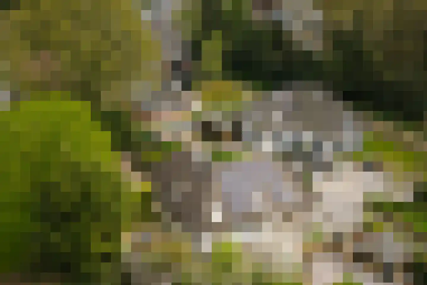 Enkpad 2 Voorst thumbnail 5