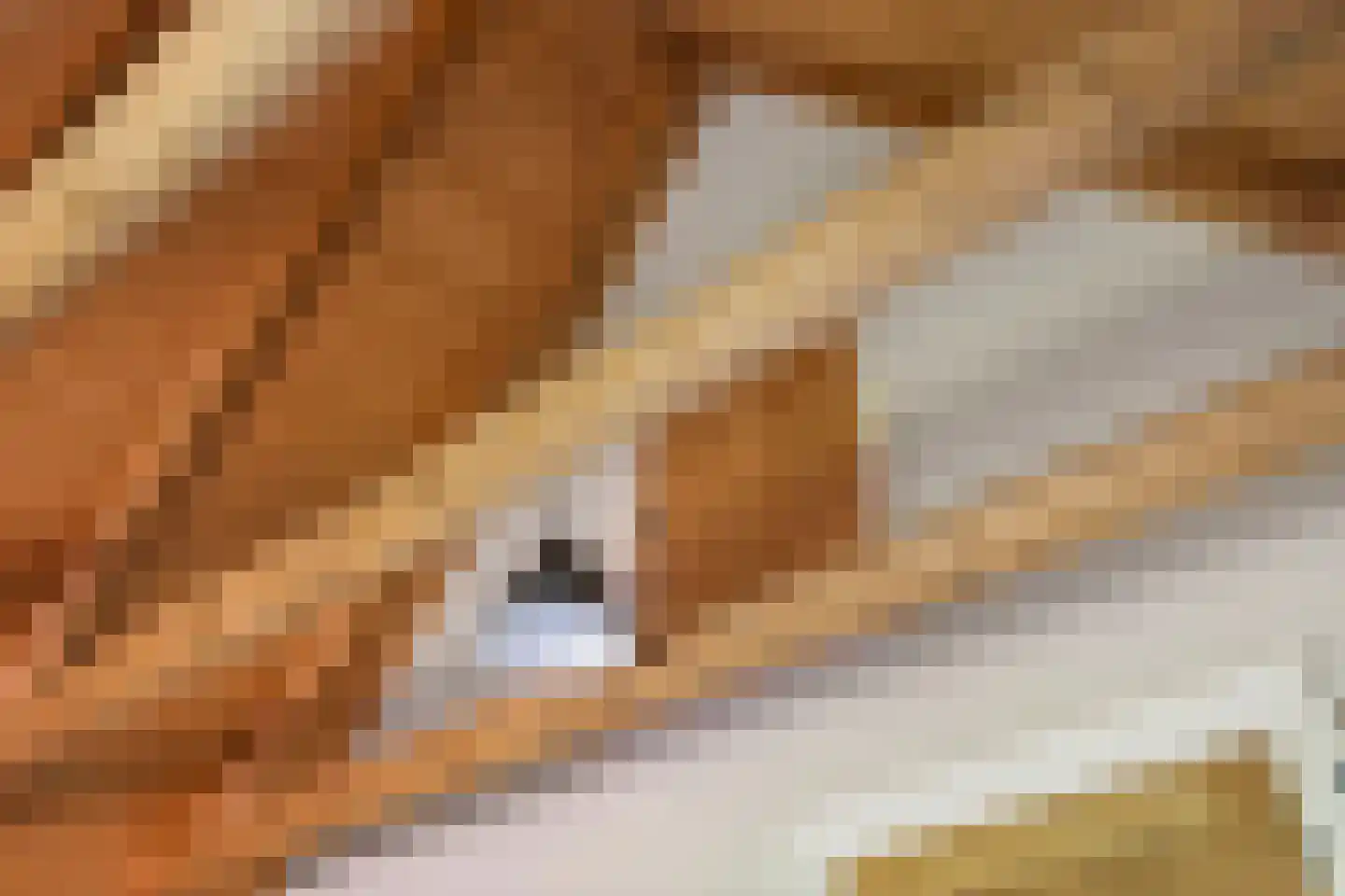 Enktermorsweg 12 Agelo thumbnail 22
