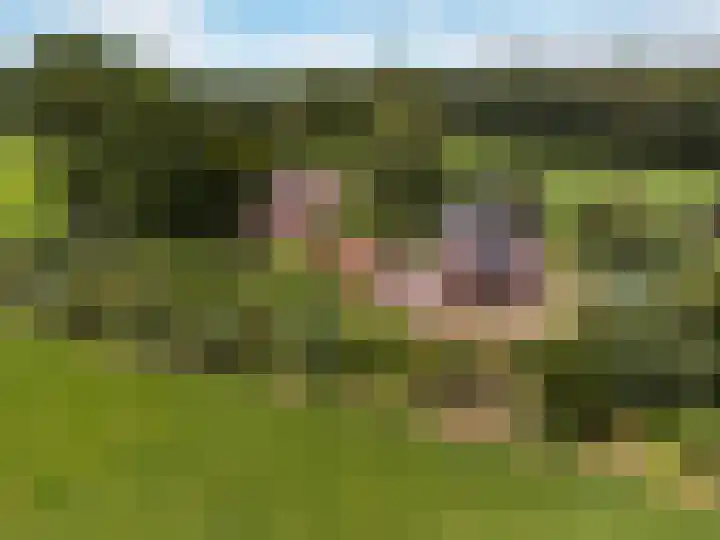 Ensinkgoorsdijk 7 Markelo foto 2