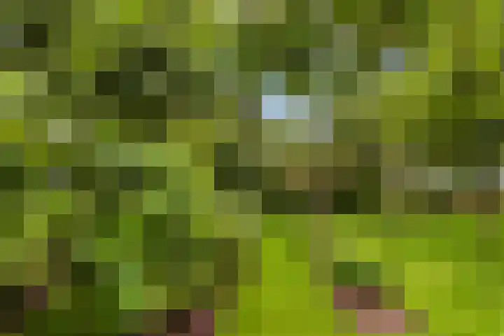 Ensinkgoorsdijk 7 Markelo thumbnail 20
