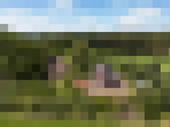 Ensinkgoorsdijk 7 Markelo thumbnail 25