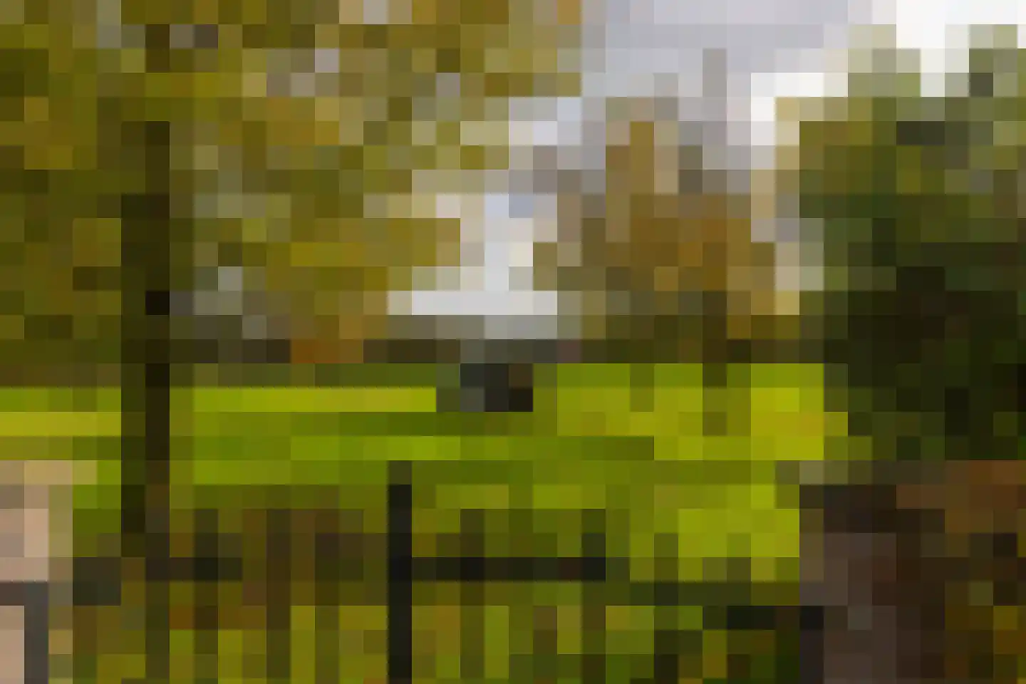 Enteldijk 1 Barchem thumbnail 80