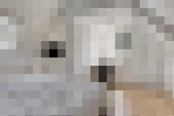 Entinge 122 Zuidlaren thumbnail 34