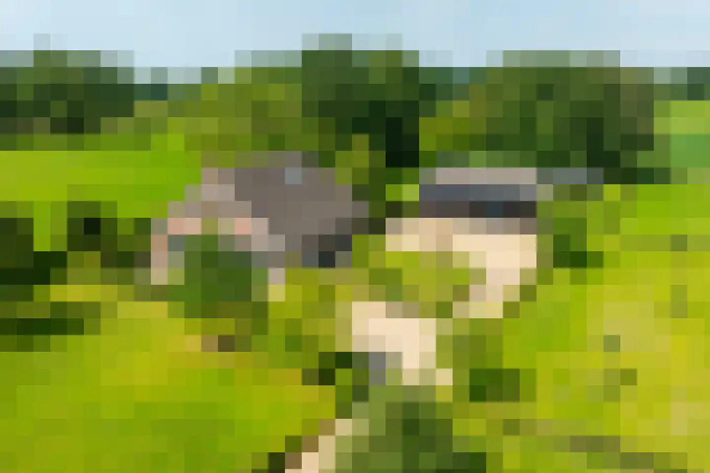Entinkweg 5 Heelweg thumbnail 8