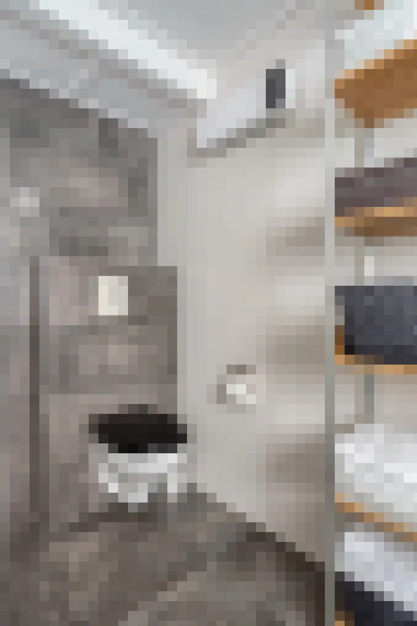 Epemawei 9 Ysbrechtum thumbnail 29