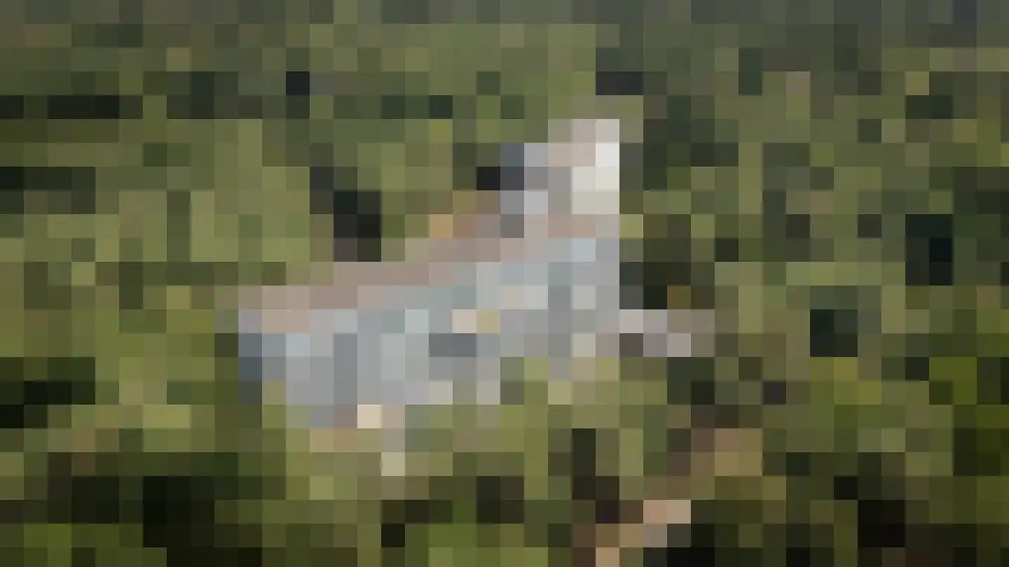 Eper Veste 38 Epe foto 2