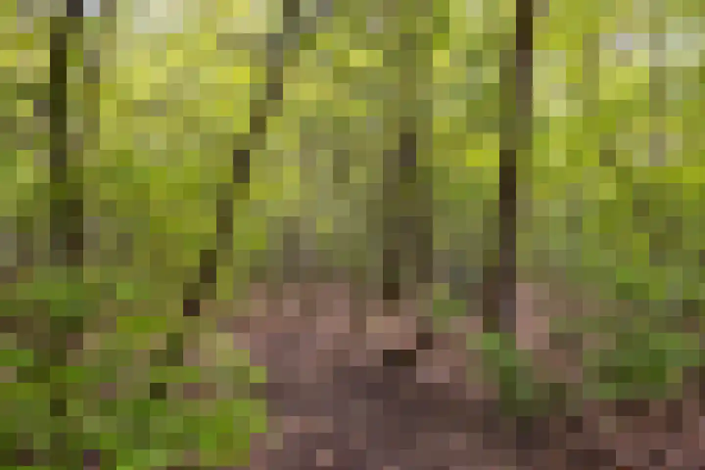 Eper Veste 98 Epe thumbnail 33