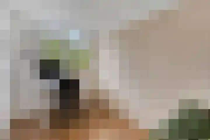 Erasmusdomein 34 C Maastricht thumbnail 8