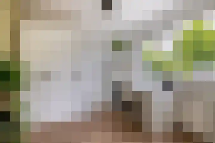 Erasmuslaan 12 Ridderkerk thumbnail 16