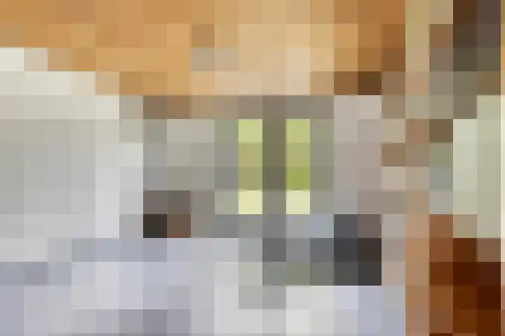 Erasmuslaan 9 Eindhoven thumbnail 12