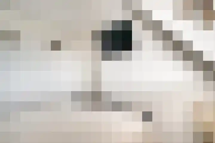 Erdwal 16 Tolkamer thumbnail 27