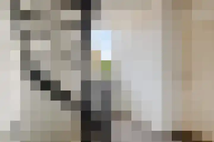 Ereprijs 10 Heino thumbnail 22