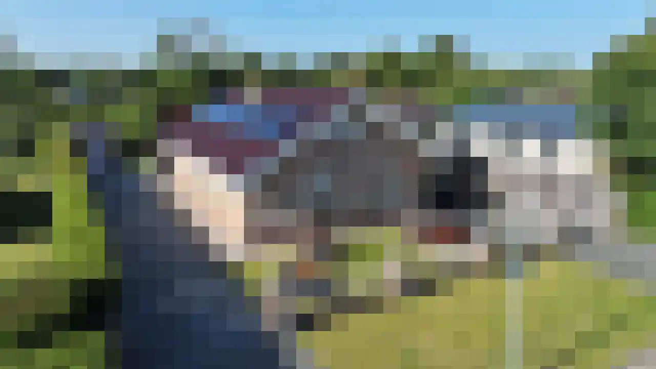 Ereprijs 12 Julianadorp thumbnail 8