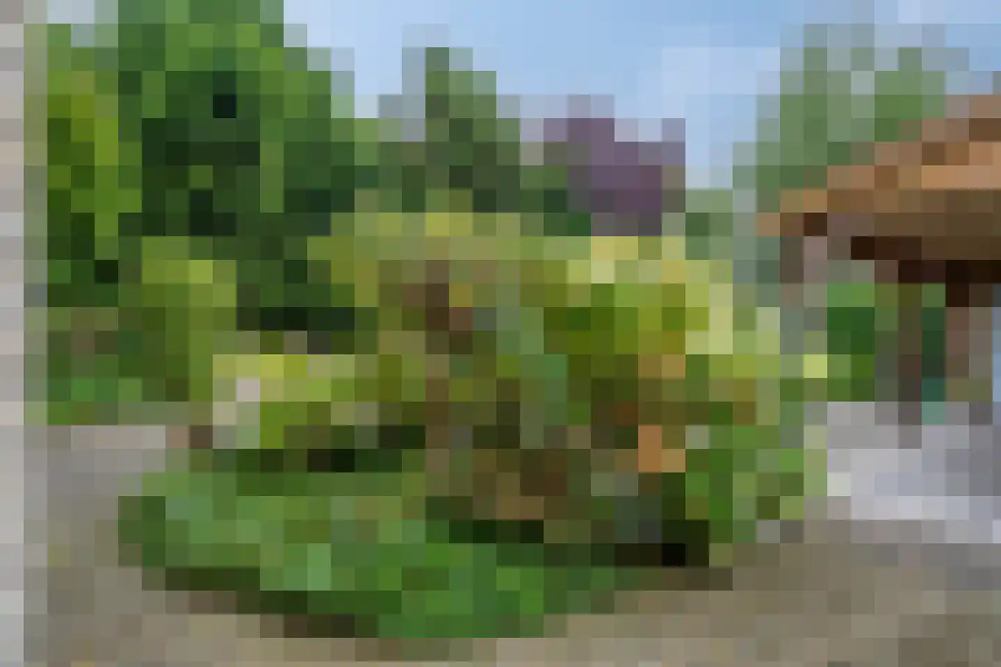 Ereprijs 2 Roden thumbnail 45
