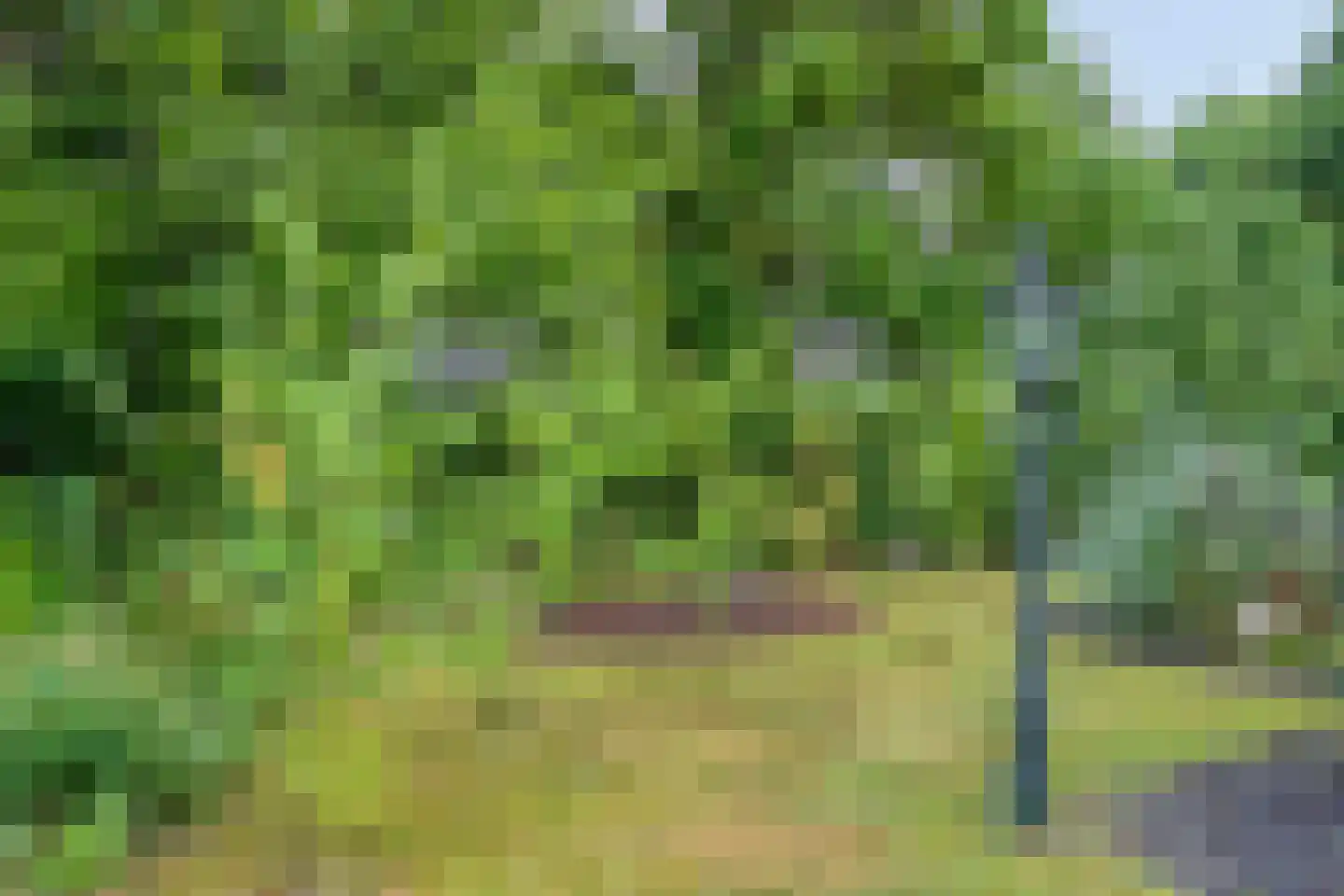 Ereprijs 2 Roden thumbnail 47