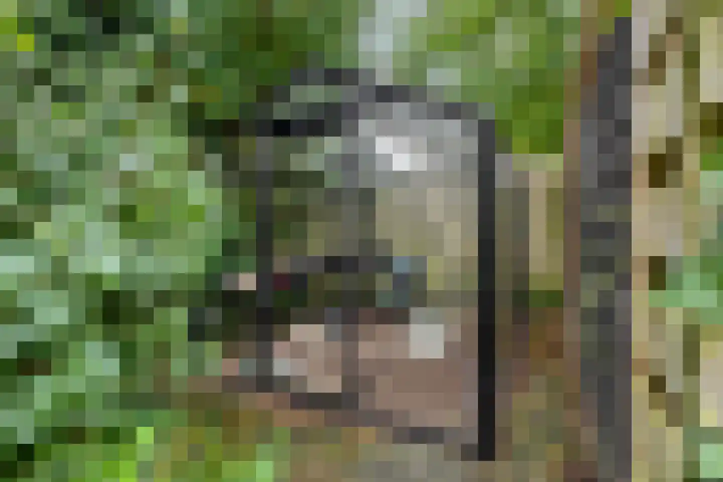 Ereprijs 2 Roden thumbnail 49