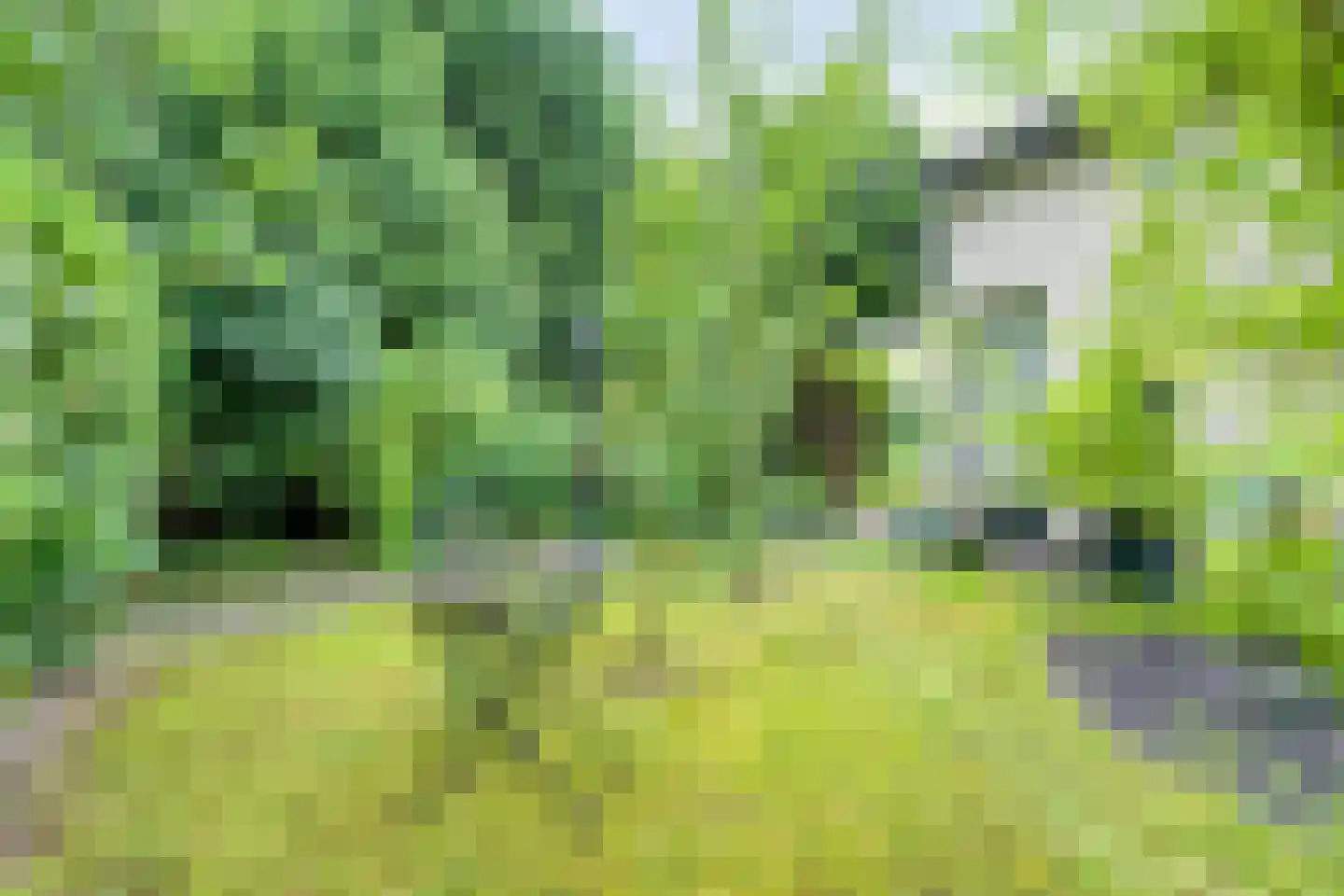 Ereprijs 2 Roden thumbnail 52