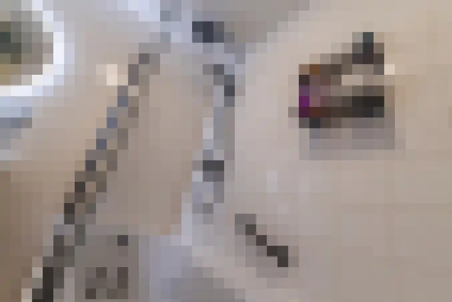 Ereprijs 2 Veenendaal thumbnail 37
