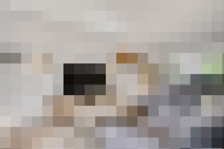 Ereprijs 32 Herkenbosch thumbnail 4