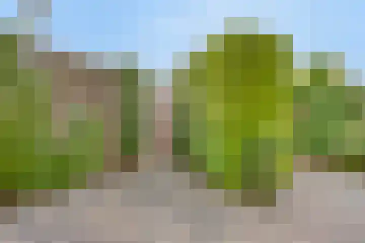 Ereprijs 38 Barneveld thumbnail 30