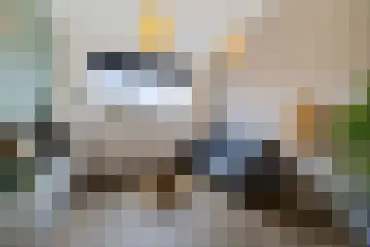 Ereprijs 6 Heerenveen thumbnail 33