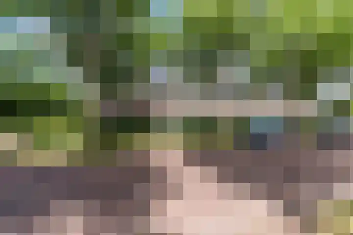 Ereprijslaan 10 Beilen thumbnail 42