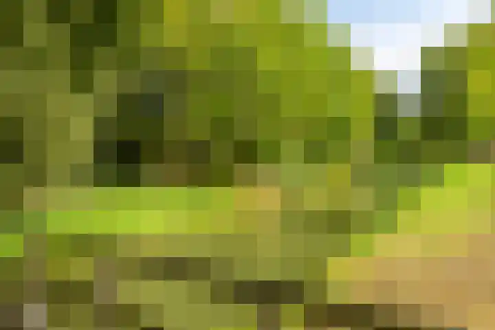 Ereprijspad 2 Spijkenisse thumbnail 30