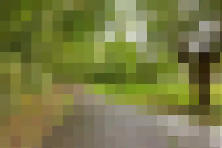 Ereprijspad 2 Spijkenisse thumbnail 31