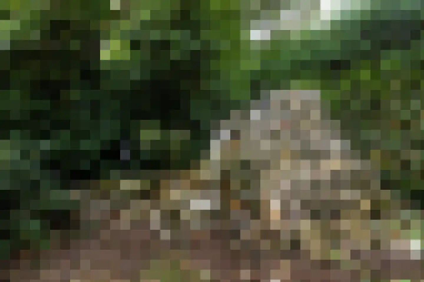 Erfsebosweg 12 Heijen thumbnail 63