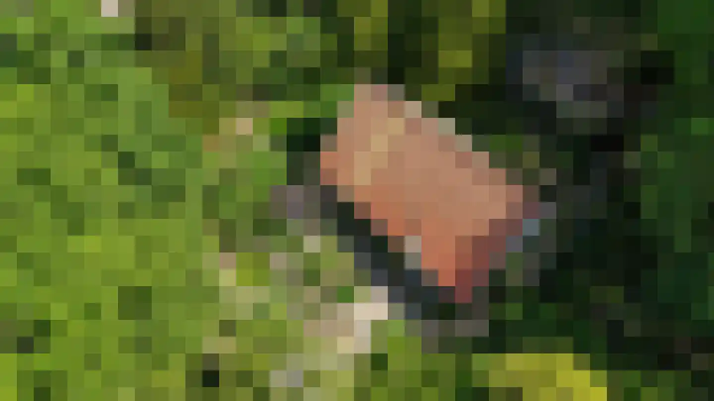 Erfsebosweg 15 Heijen thumbnail 38