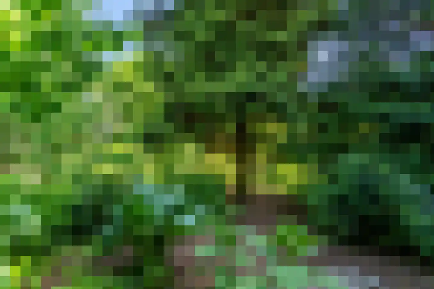 Erfsebosweg 15 Heijen thumbnail 4