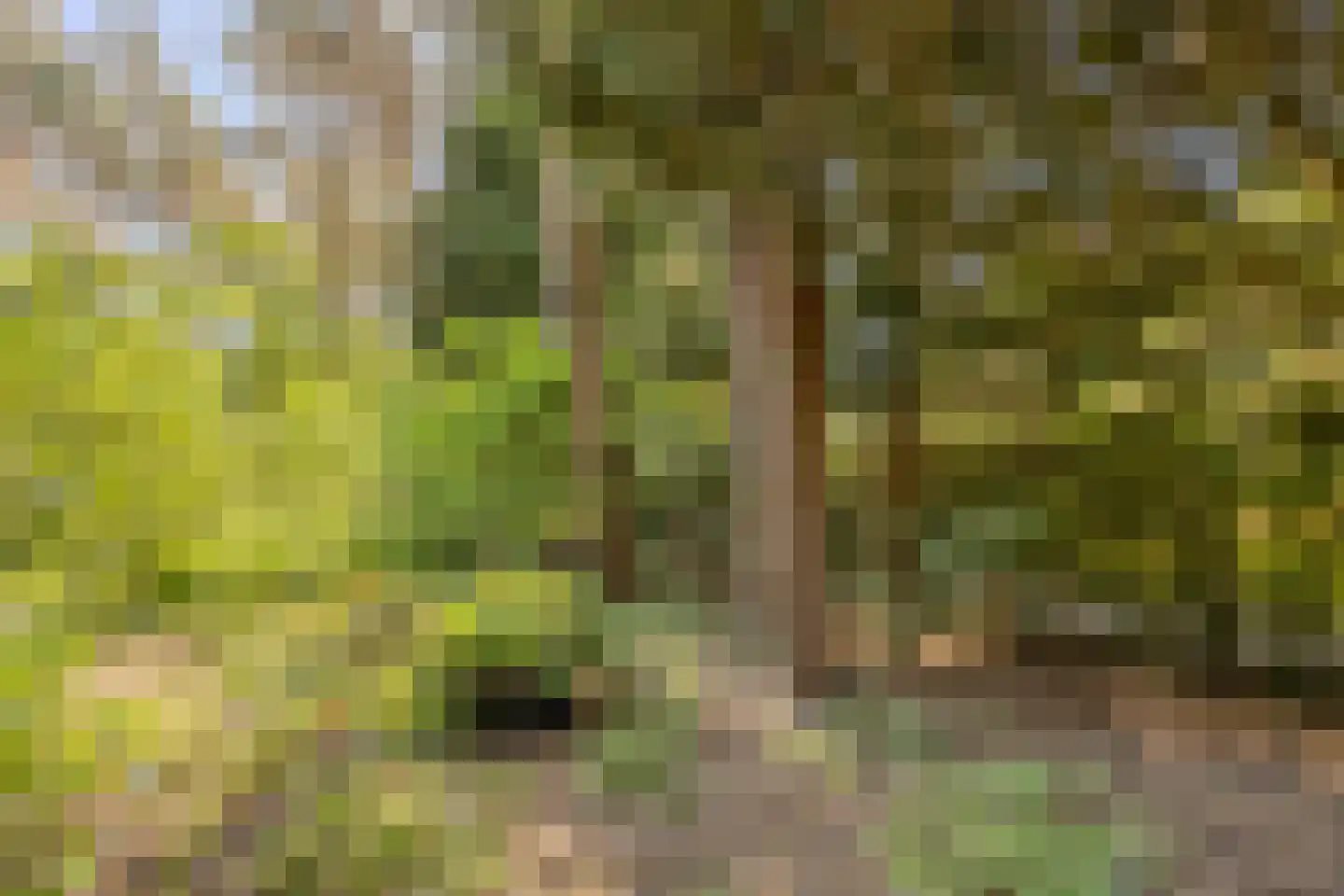 Erfsebosweg 73 Heijen thumbnail 26