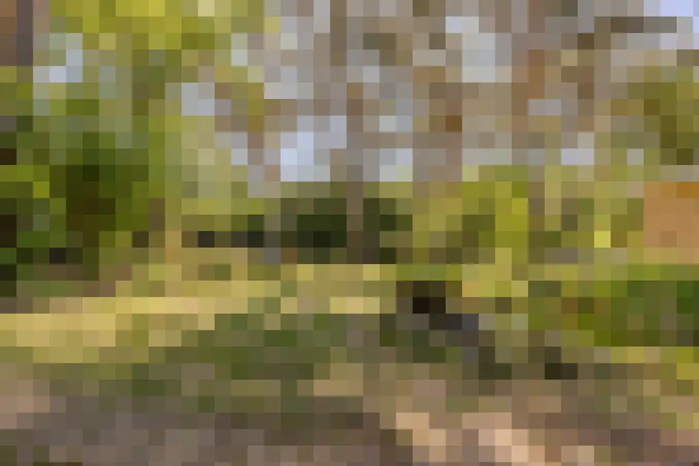 Erfsebosweg 73 Heijen thumbnail 29