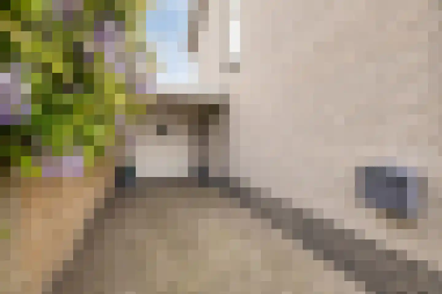 Ericalaan 13 Hoeven thumbnail 5