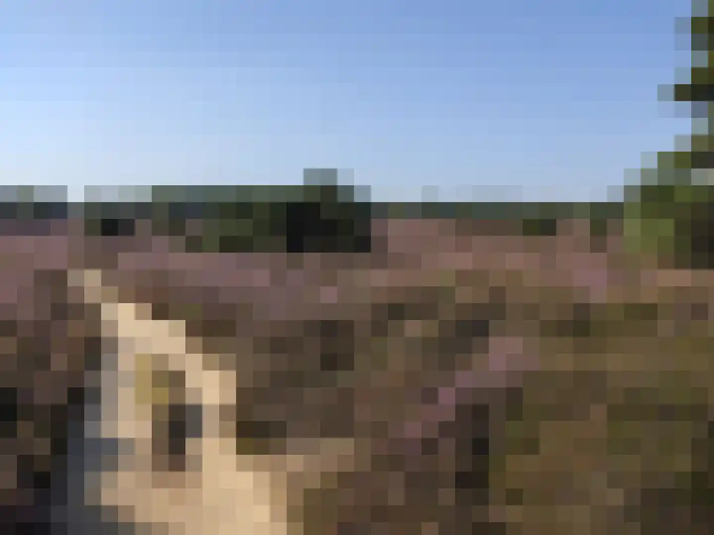 Ericapark 9 Gasselte thumbnail 38